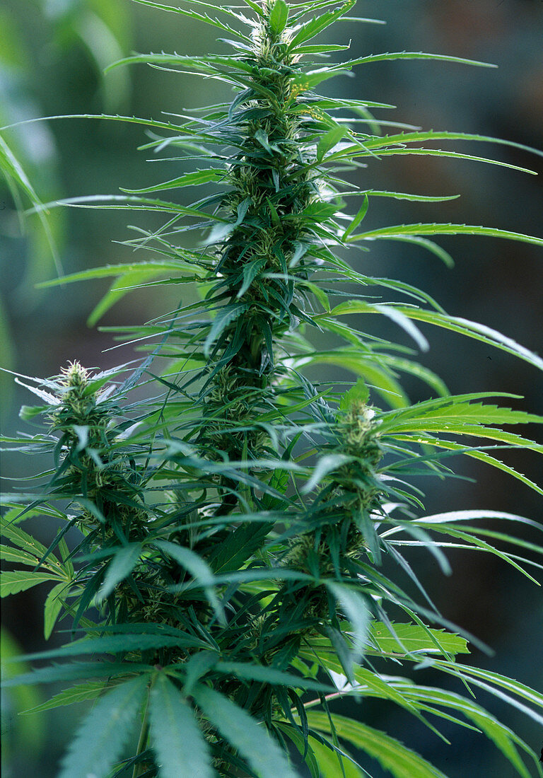 Cannabis sativa (hemp)