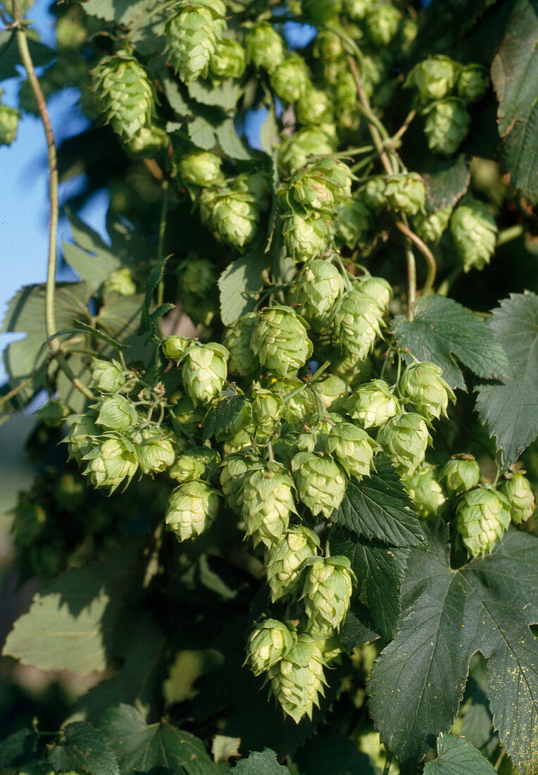 Hopfen