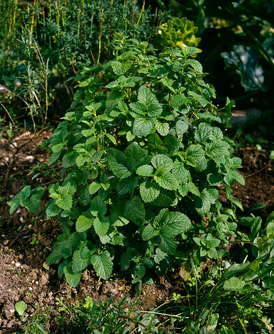 Melissa officinalis