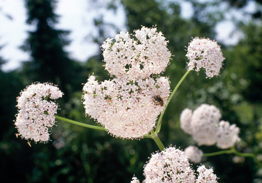 Valeriana Officinalis