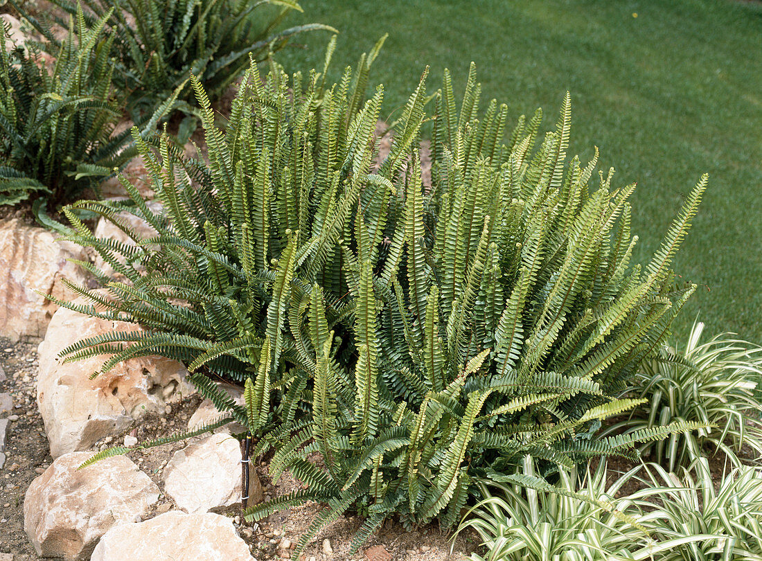 Blechnum spicant