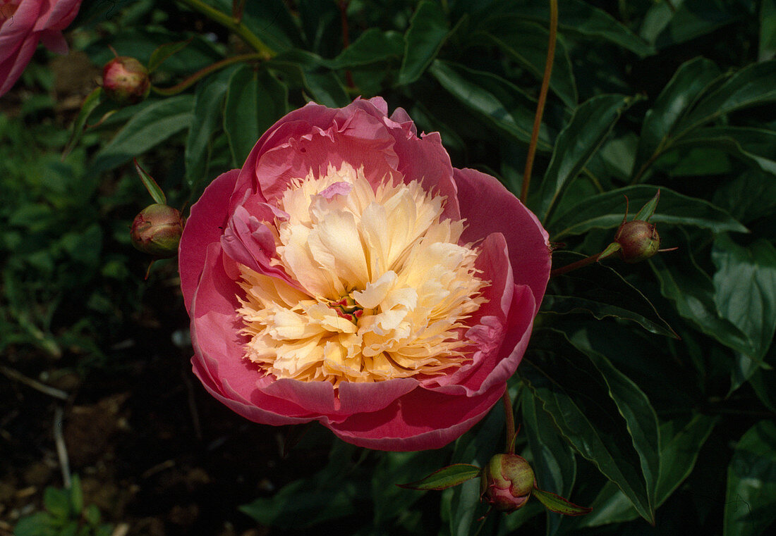 Paeonia lactiflora 'Bowl of Beauty' (Peony)