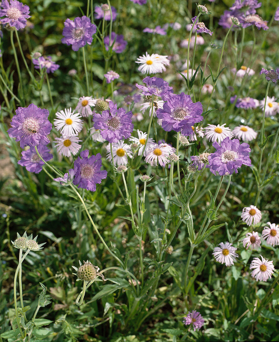 Scabiosa caucasica