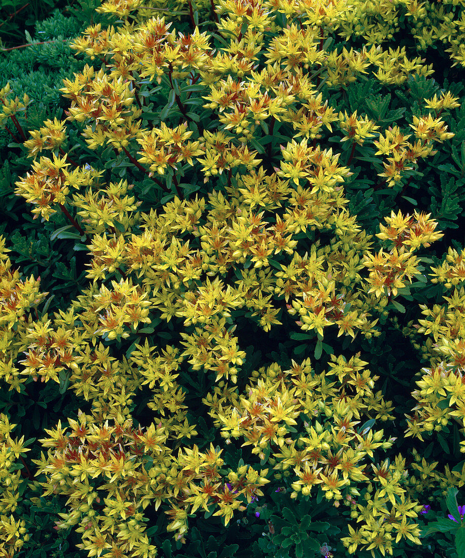 Sedum floriferum Weihenstephaner Gold