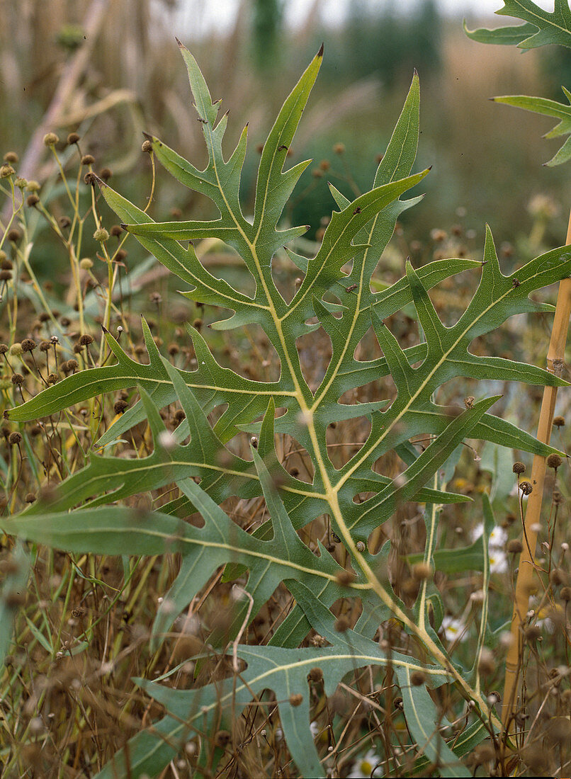 Silphium laciniatum (compass plant)