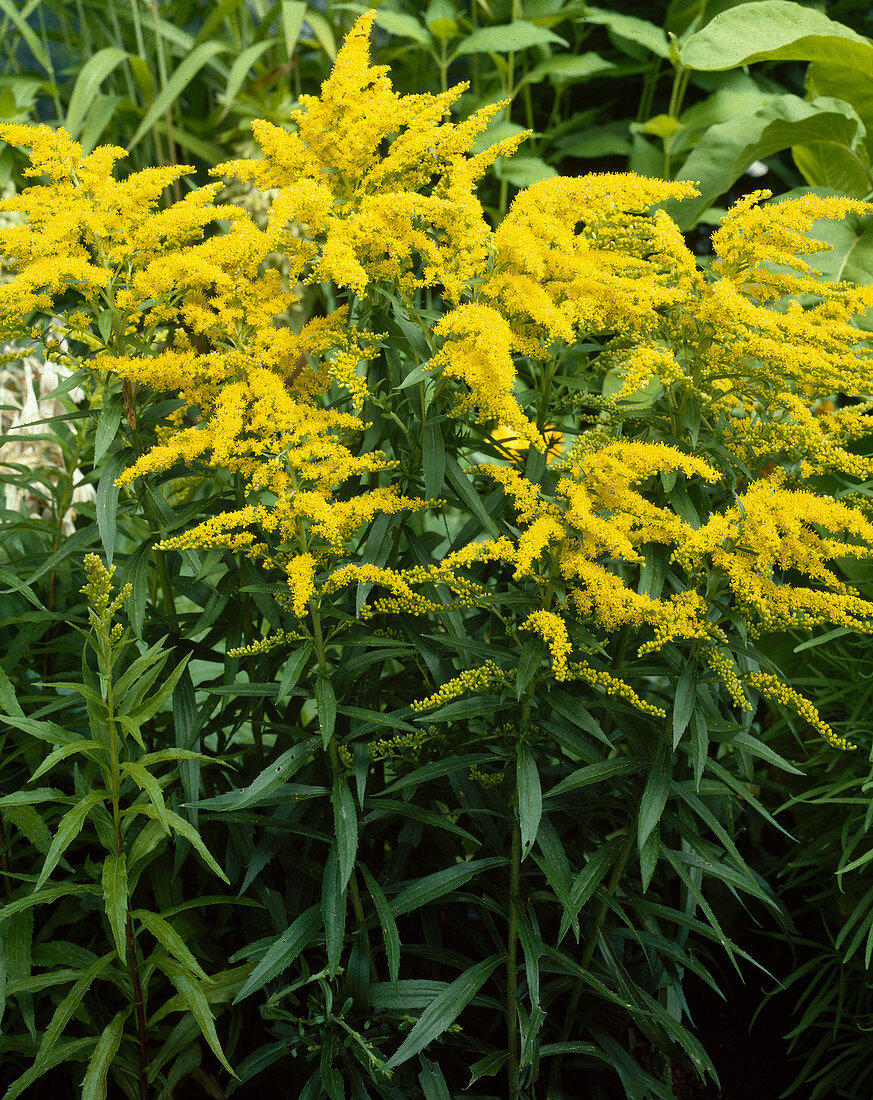 Solidago-Hybride