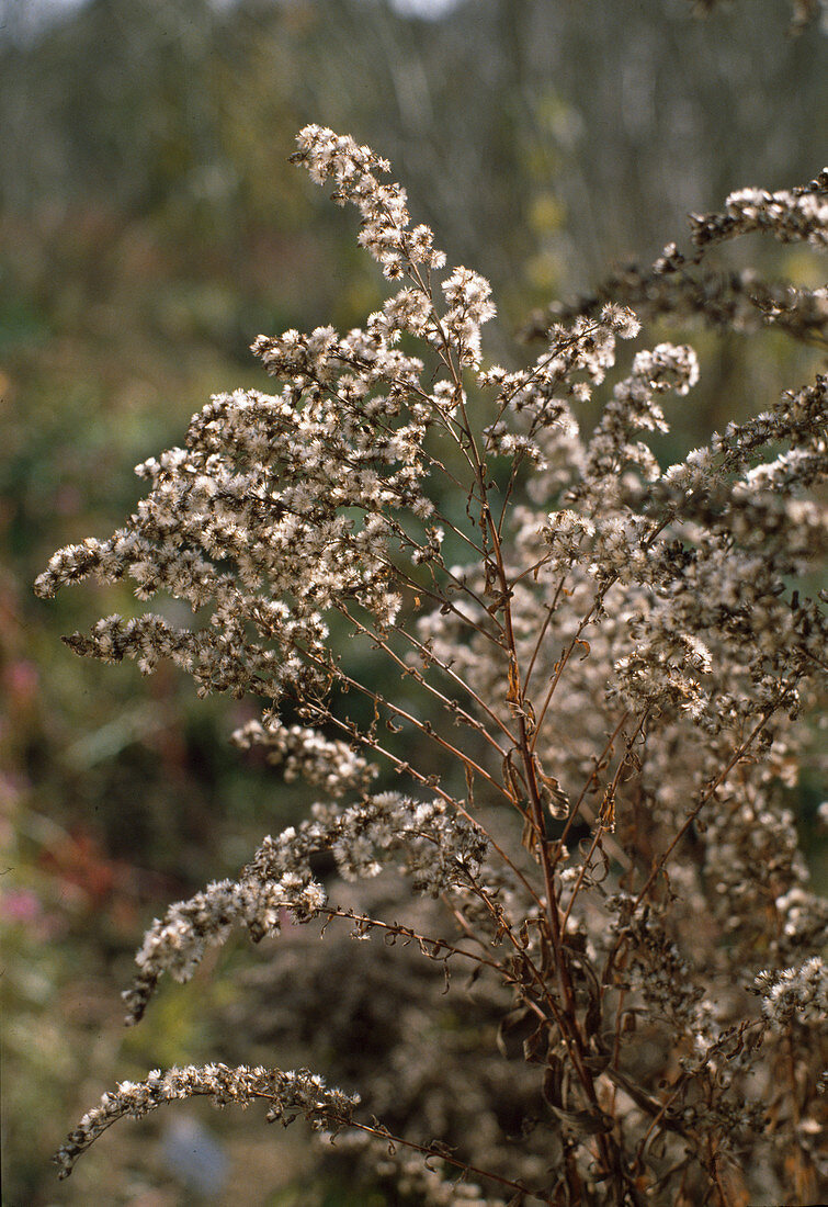 Solidago