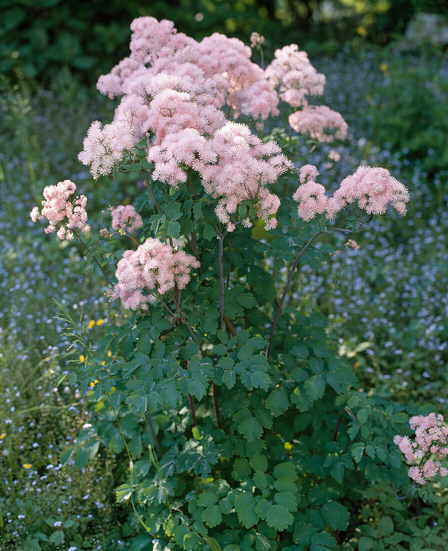 Thalictrum aquilegifolium