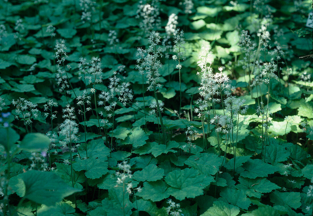 Tiarella cordifolia