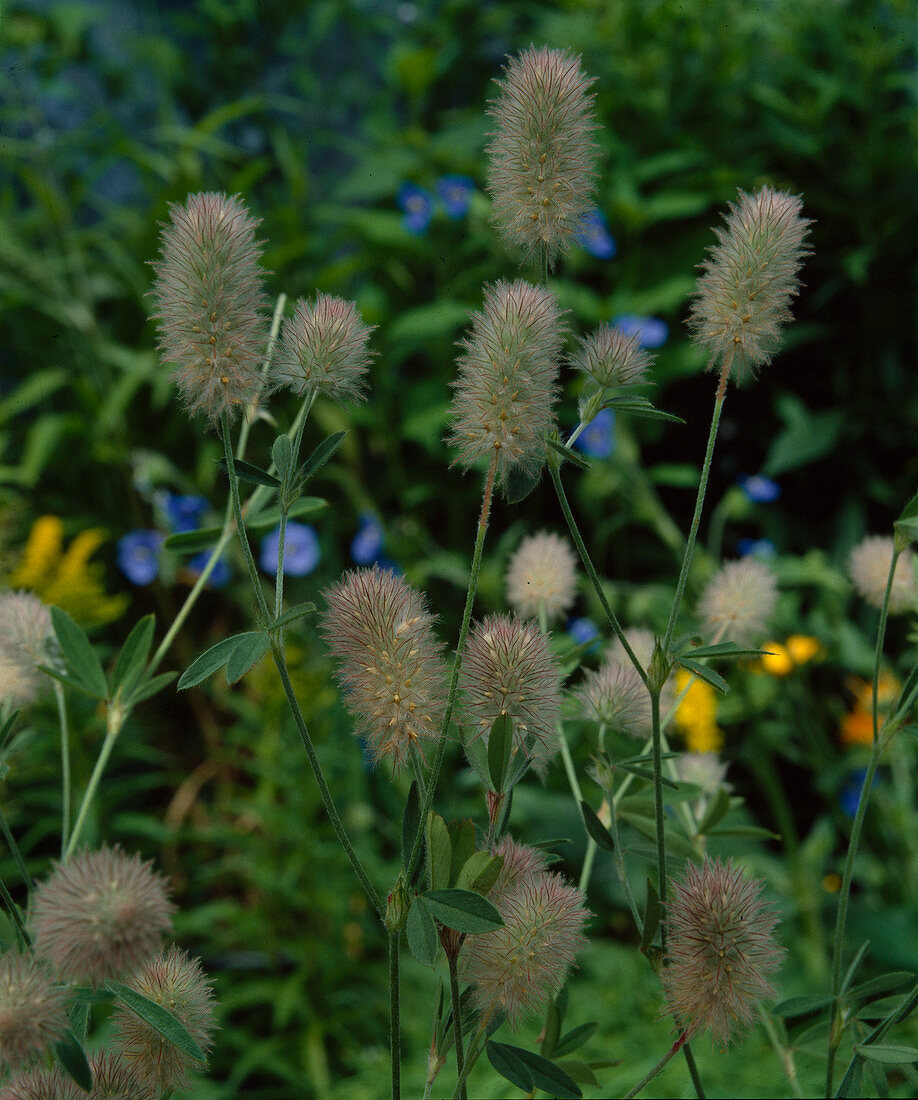 Trifolium arvense