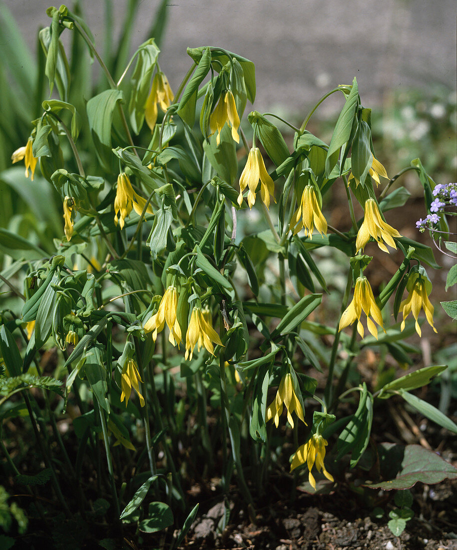 Uvularia grandiflora