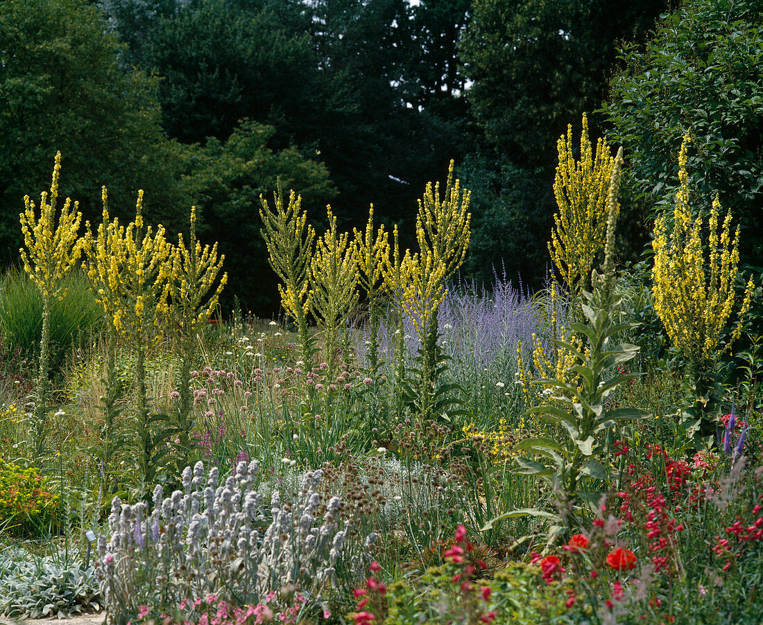 Verbascum olympicum