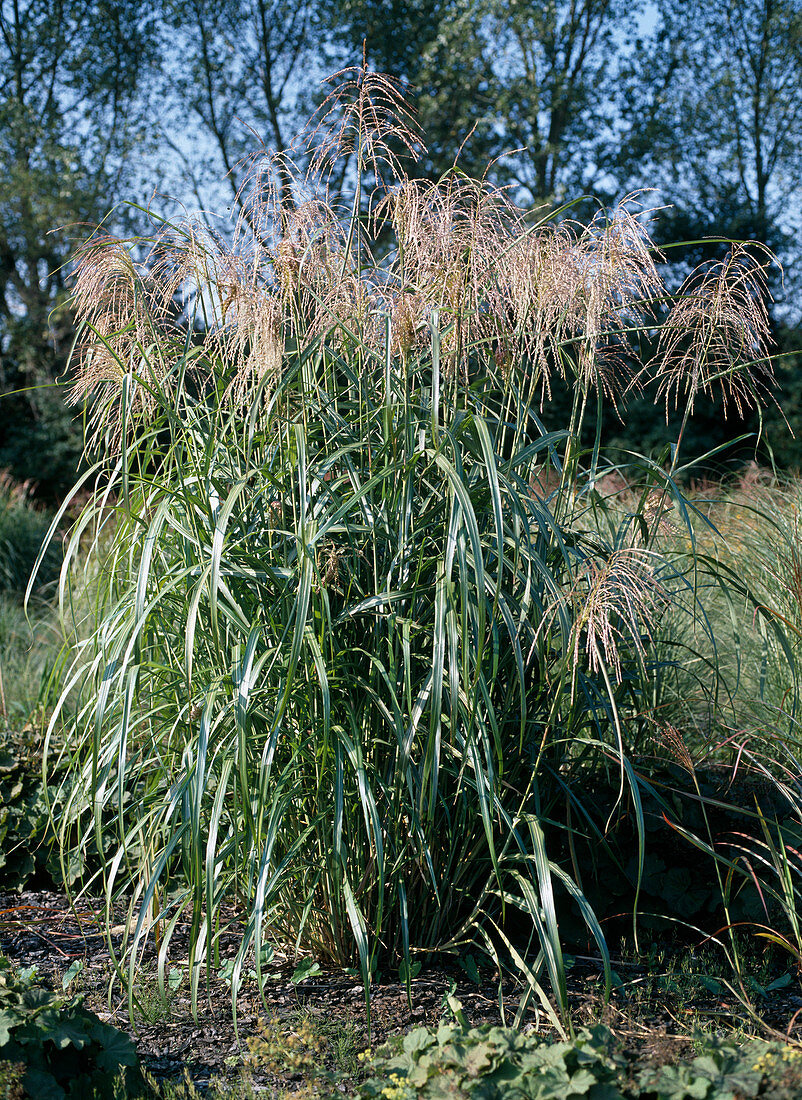 Miscanthus sinensis