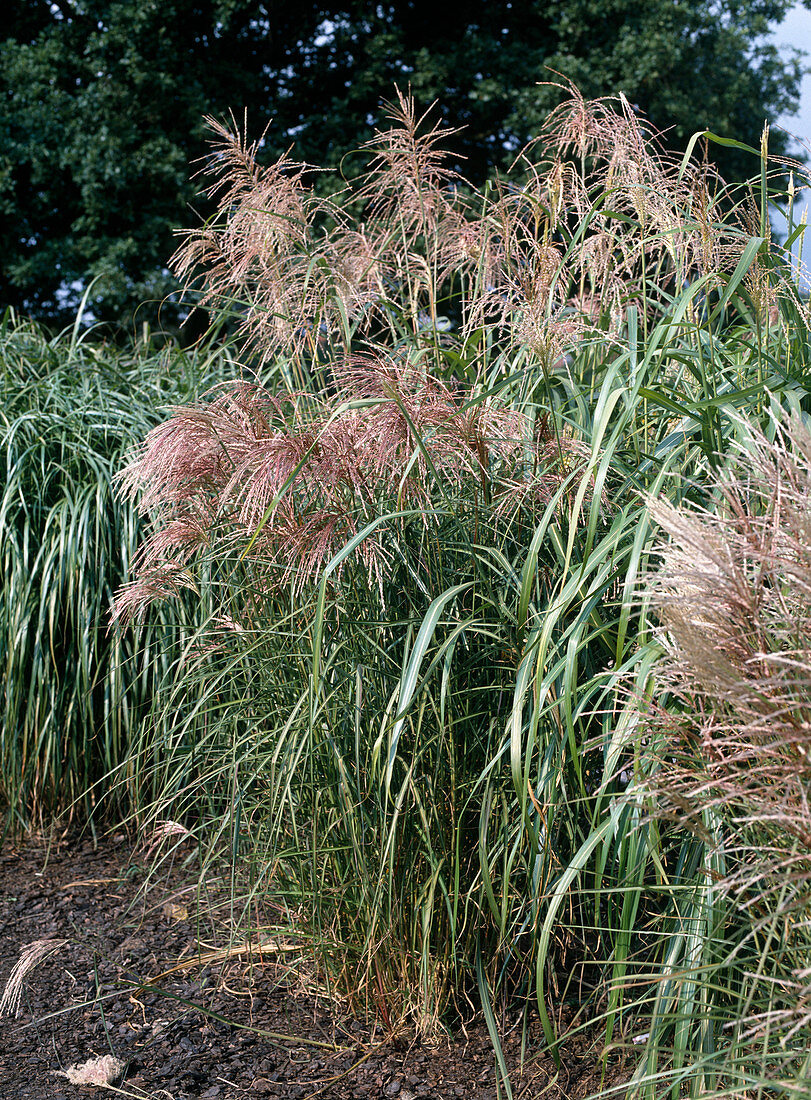 Miscanthus sinensis