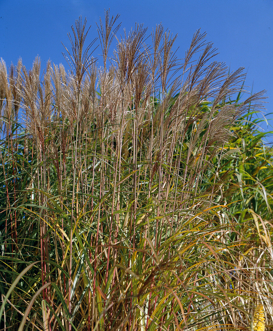 Miscanthus sinensis