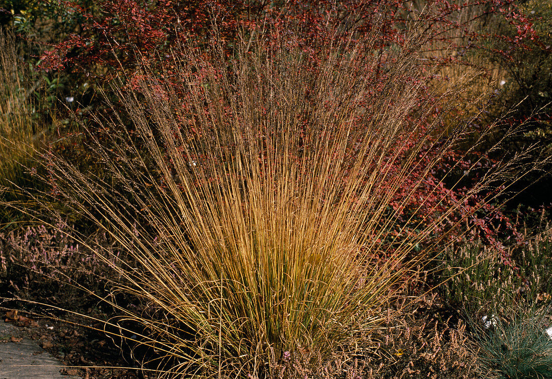 Molinia caerulea