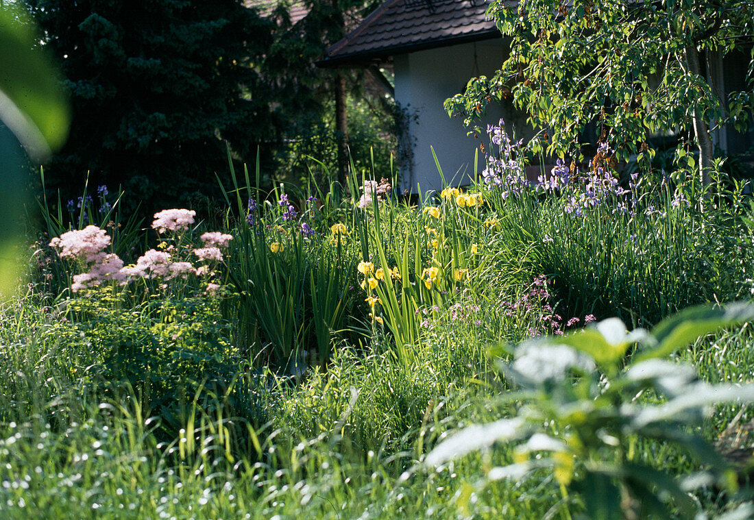 Pond edge planted with: Iris Sibirica