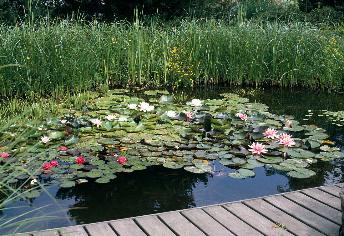 Pond with pier, Nymphaea 'Wesernixe', 'Pöstlingberg'