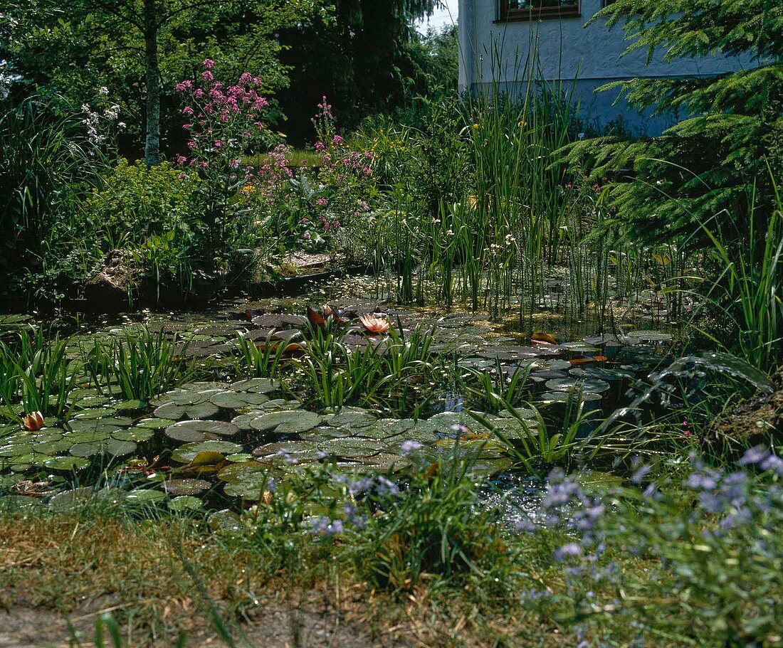 Water lily pond with Stratoites