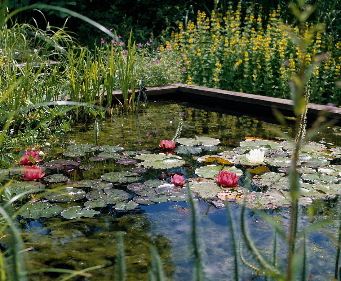 Pond basin with water lilies