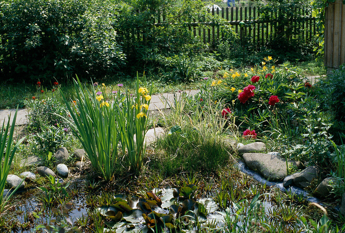 Folienteich mit Iris pseudacorus (Sumpfschwertlilie)