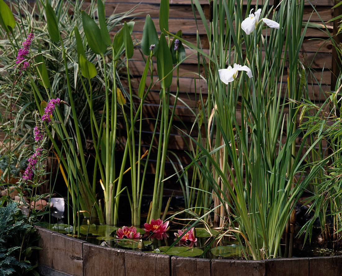 Iris kaempferi, Lythrum salicaria