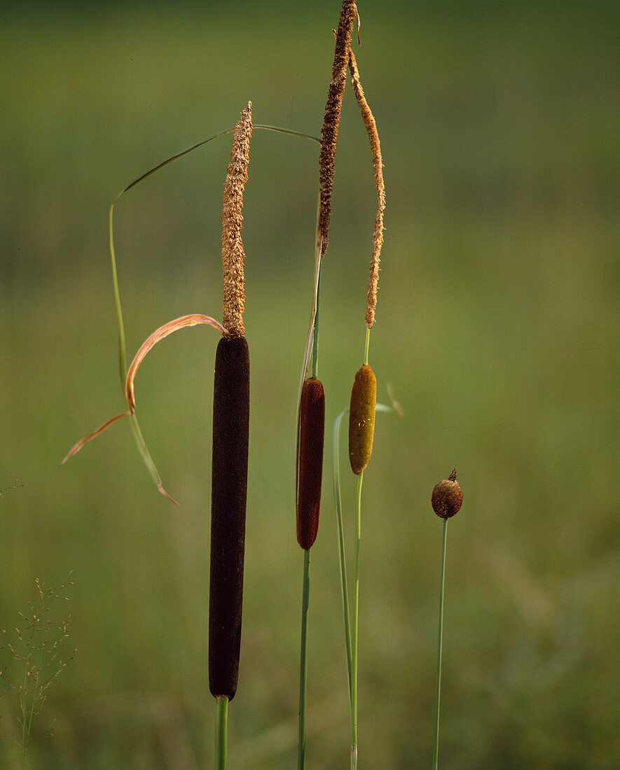 Typha latifolia, Typha angustifolia