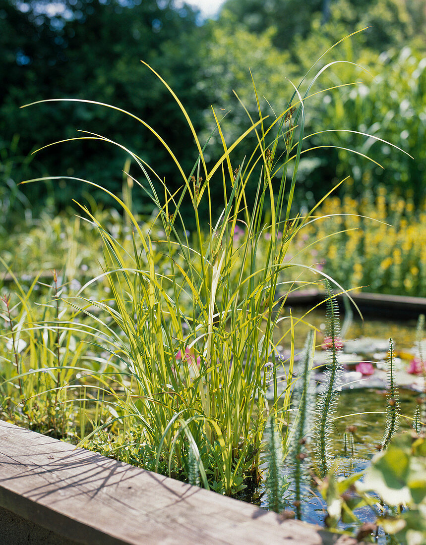 Cyperus longus (Zyperngras)