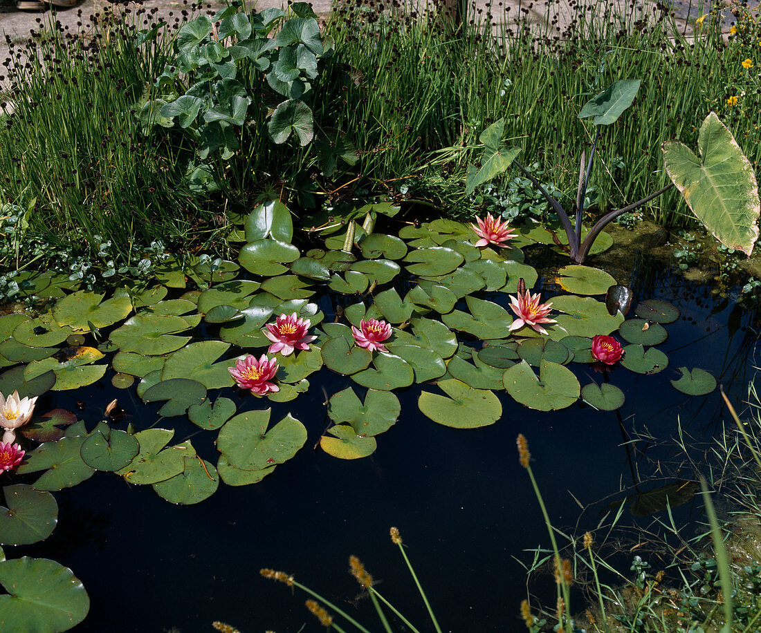 Nymphaea hybrid