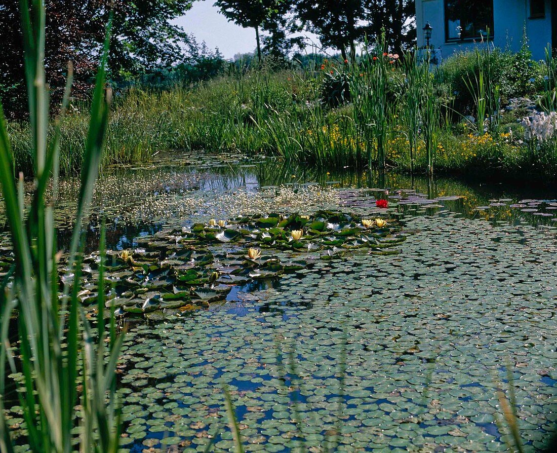 Nymphoides peltata, Nymphaea 'Chromatella'