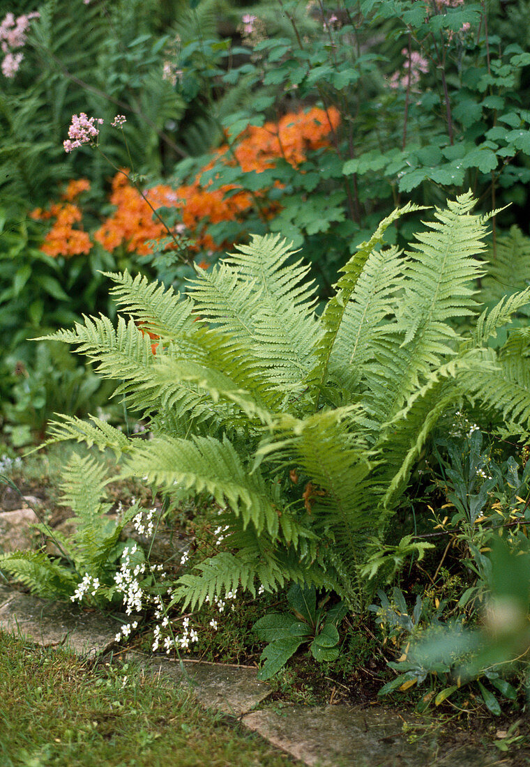 Matteuccia struthiopteris