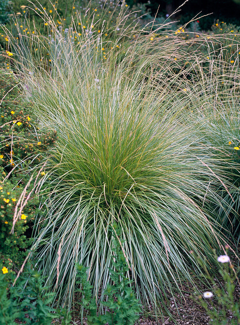 Festuca mairei (Atlas fescue)