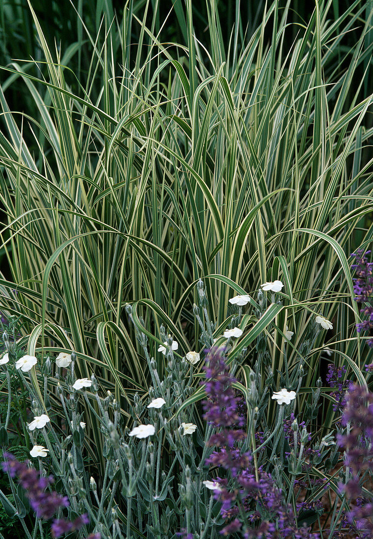 Miscanthus sinensis 'Silver Arrow'