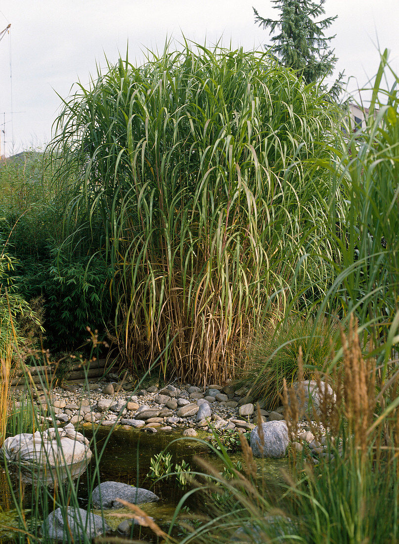 Miscanthus sinensis