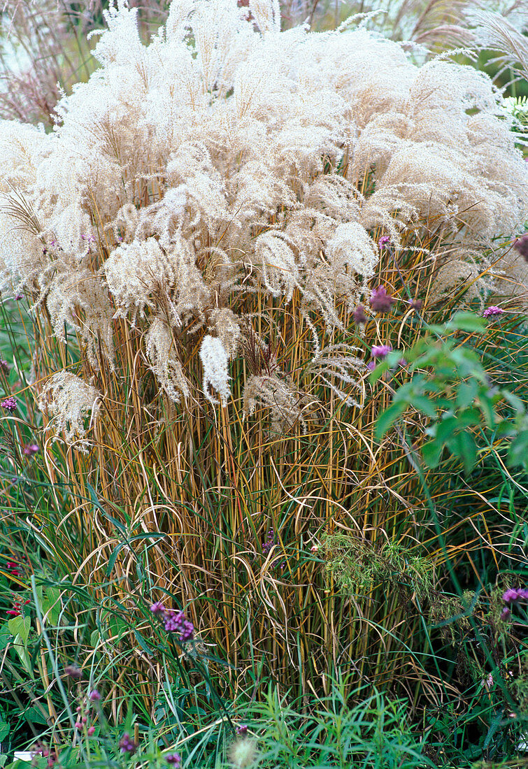 Miscanthus sinensis