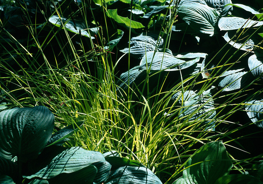 Carex elata 'Bowles Golden'