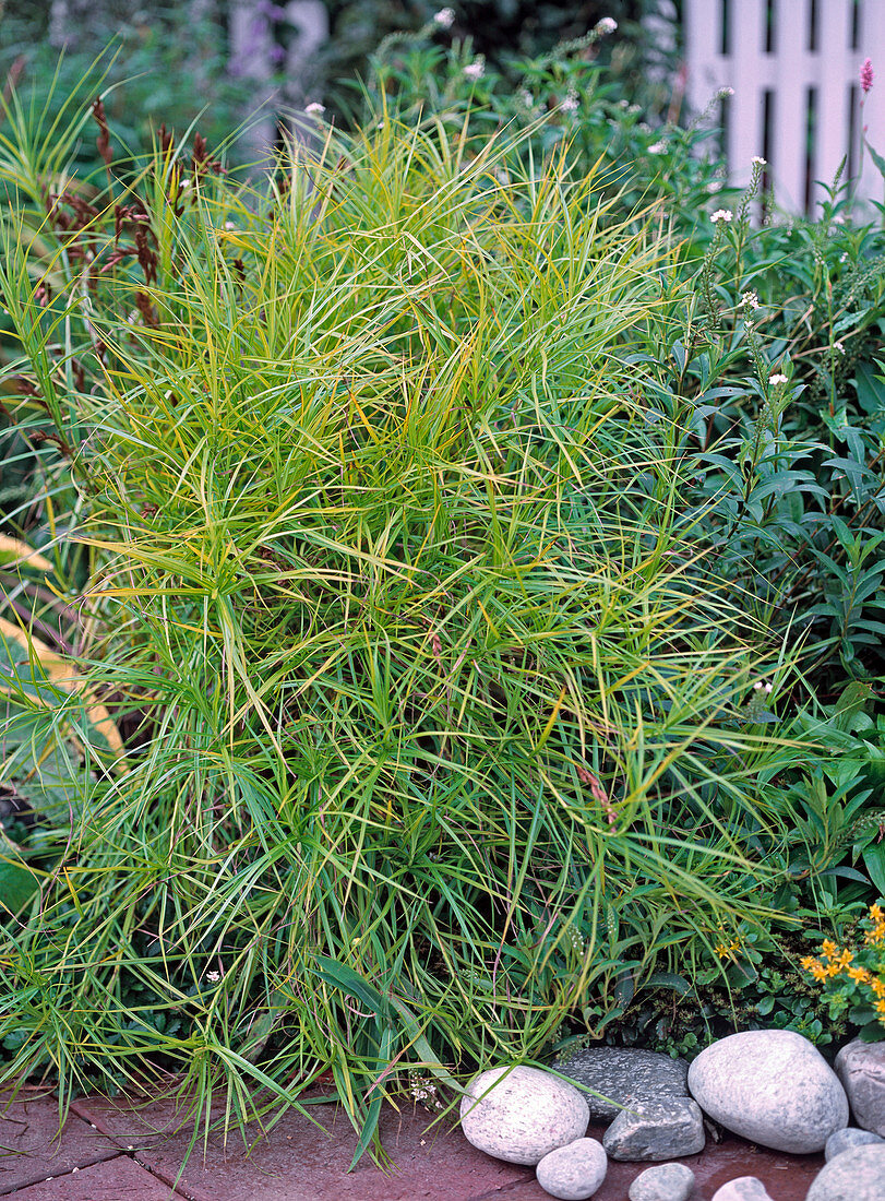 Carex muskingumensis (Palmwedelgras)