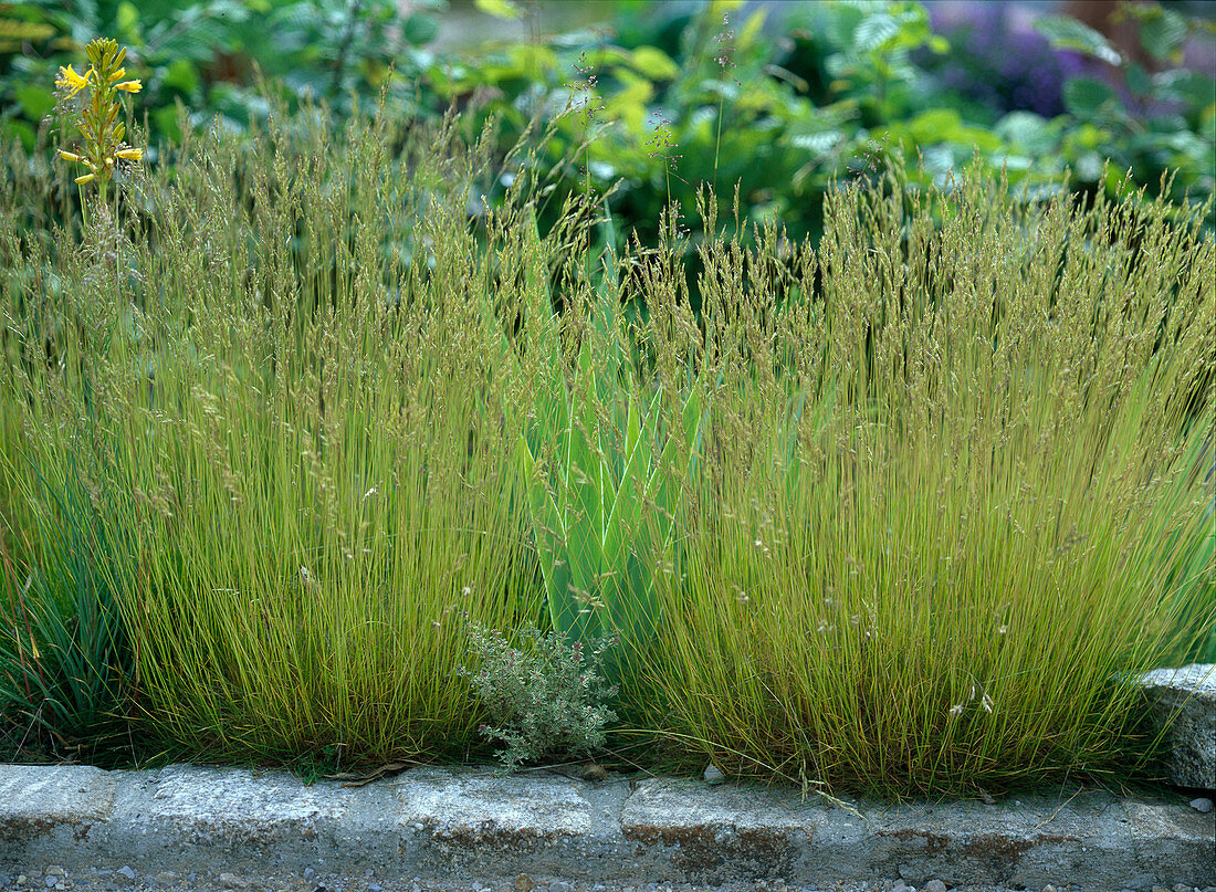 Festuca scoparia (bearskin fescue in flower), Iris barbata