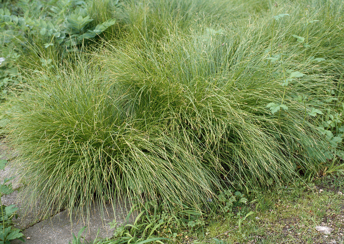 Carex ornithopoda