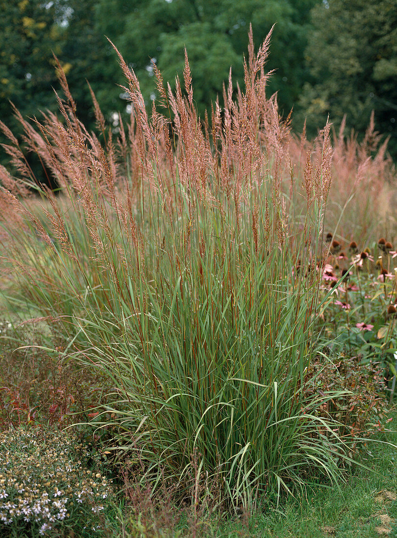 Chrysopogon nutans