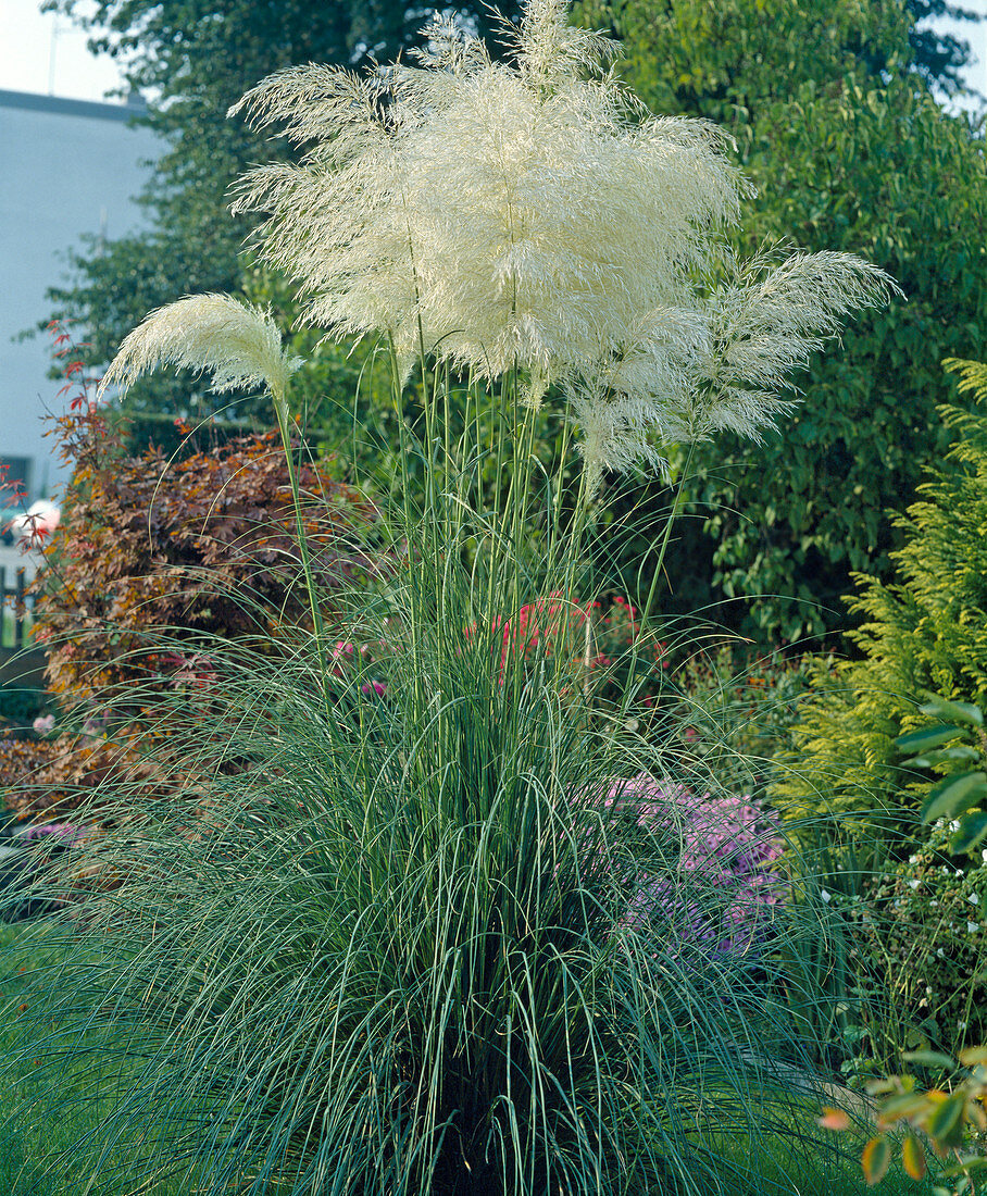 Cortaderia selloana