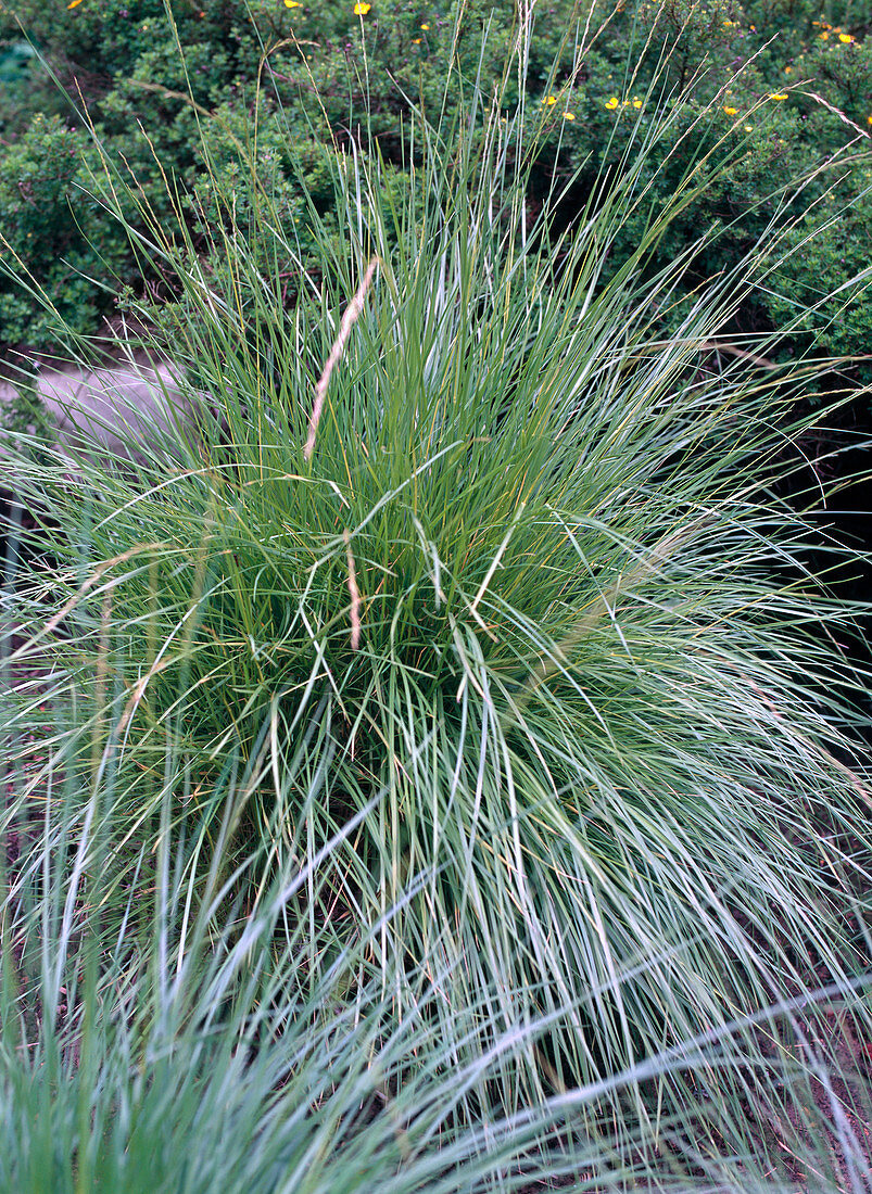 Festuca mairei