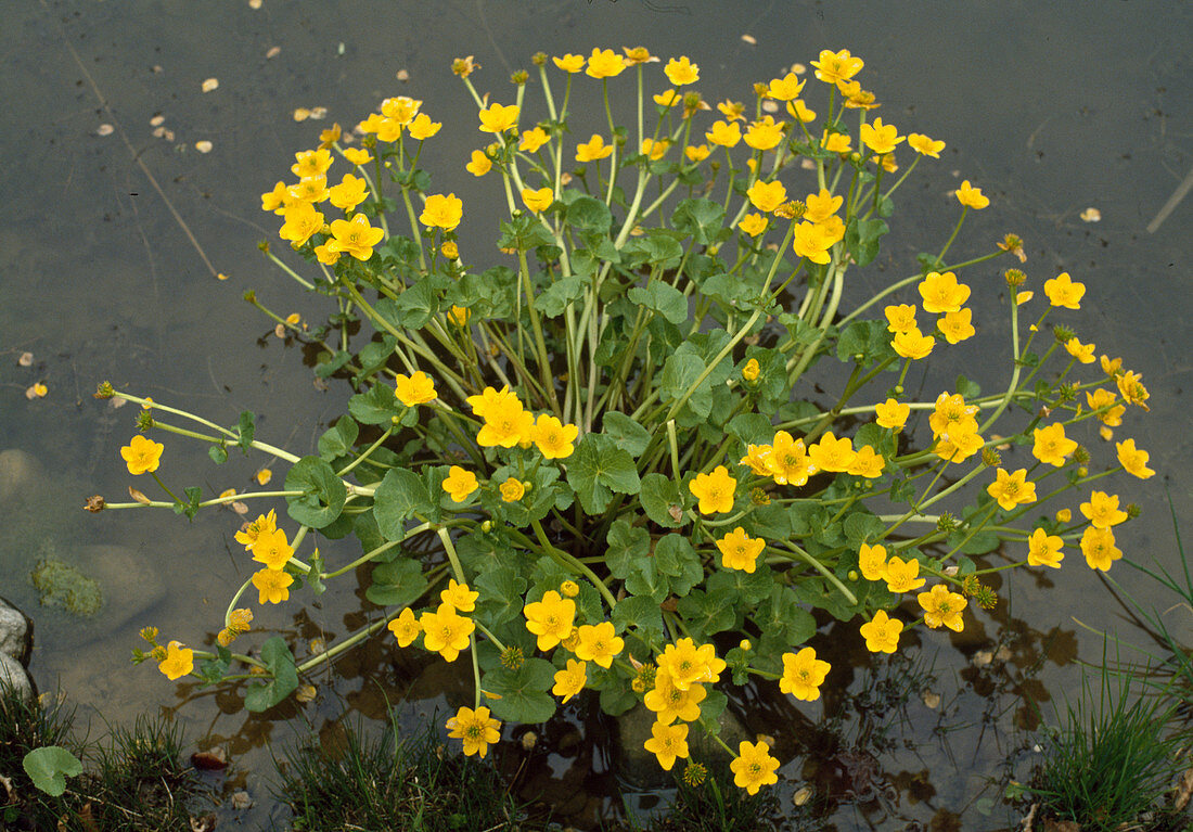 Caltha palustris