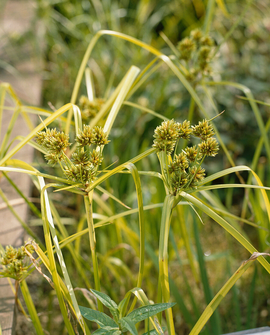 Cyperus glaber (Freiland Zyperngras)