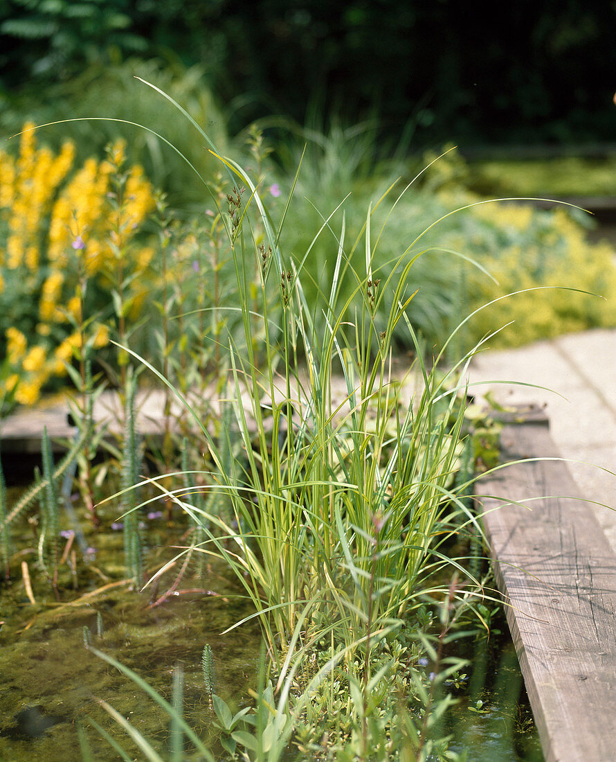 Cyperus longus