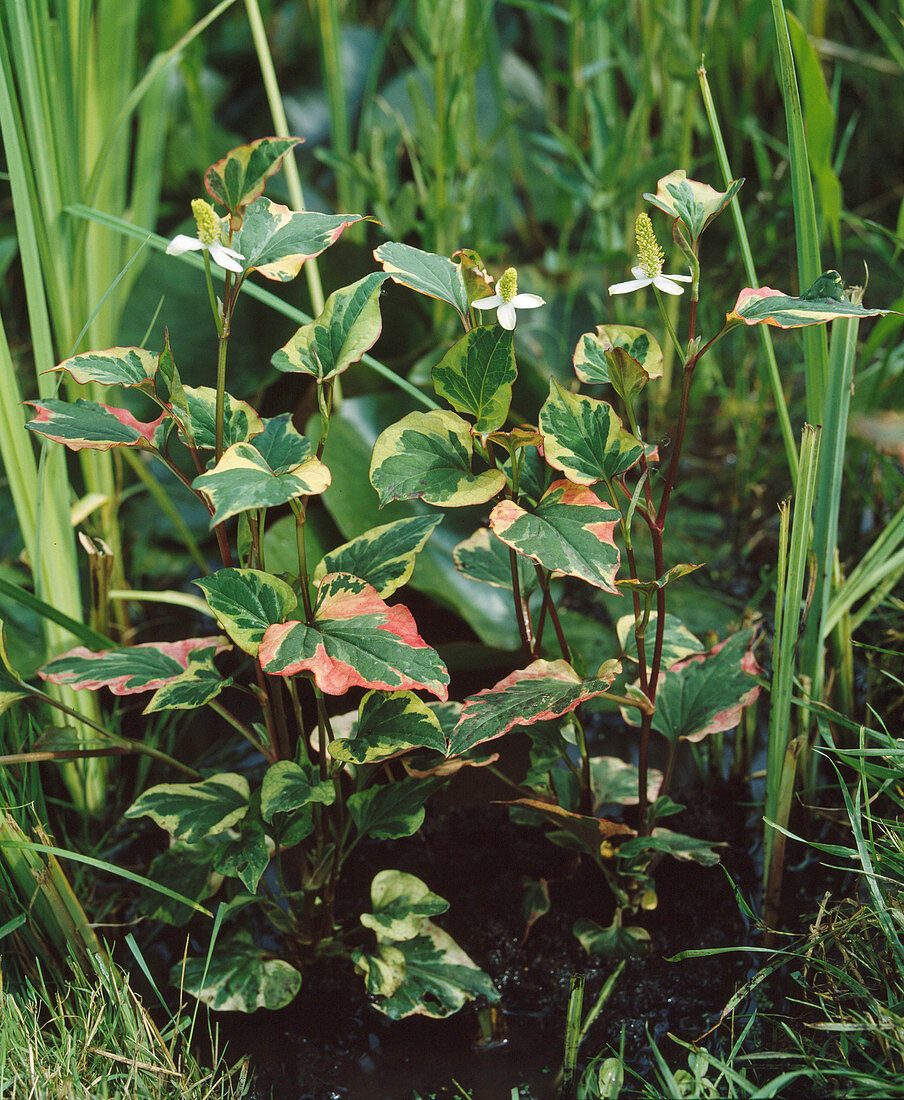 Houttuynia cordata 'Chameleon'