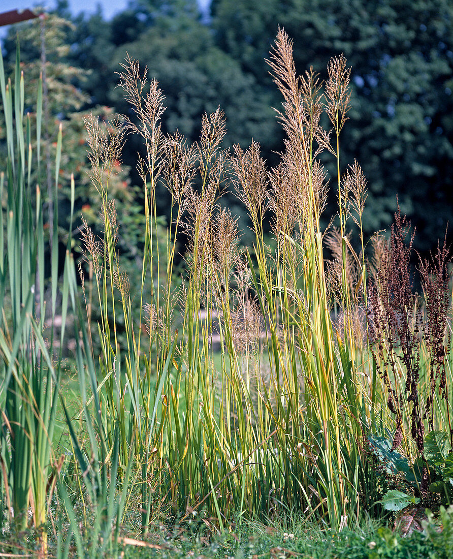 Glyceria maxima