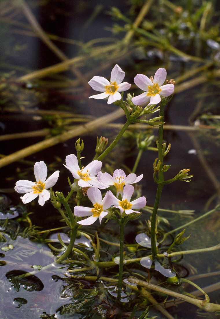 Hottonia palustris