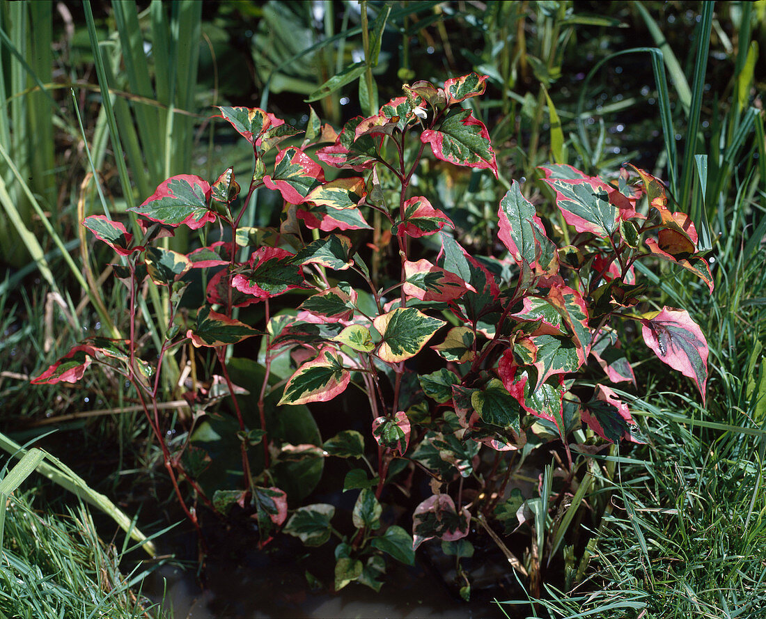 Houttuynia cordata