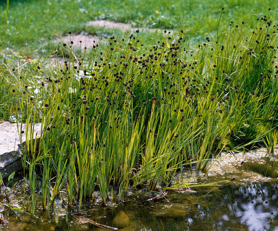 Sword-leaved Bulrush (dwarf rush)